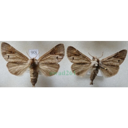 Clostera anachoreta (Denis & Schiffermüller, 1775) pair Wzjeżdżka rokitnica female Czech, male Slovakia90j